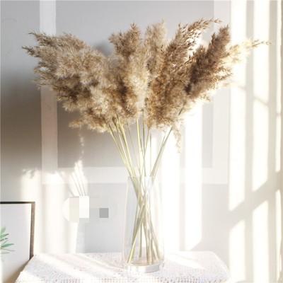 China Pampas best selling natural flower good quality small for wedding, festival, party, daily home decor. Customize Size for sale