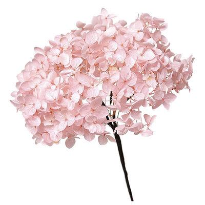 China Wholesale Indor Decoration Large Size Leaves Preserved Hydrangea Decorative For Wedding, Festival, Party, Daily Home Decor. for sale