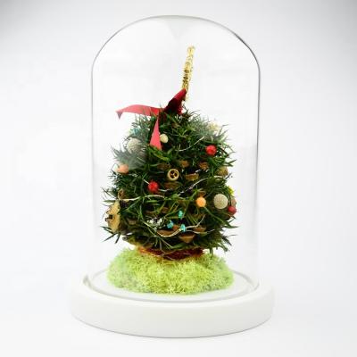 China Real Eternal Preserved Rose Flowers Christams Tree Led Light In Glass Dome Box For Christmas Gift 12*12*18 for sale