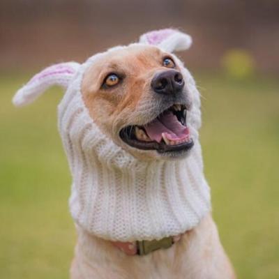 China New winter F-6295 COMMON autmn hand knitted cute pet hat rabbit ear hat custom knitted Halloween dog hat for wholesale for sale