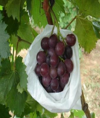 China Hot Selling Grape Cover Bag PP Cheap Non Woven Disposable Reusable Fruit Protection Fruit Bags Eco-friendly for sale