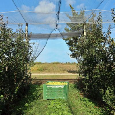 China UV Resistant low price white anti insect net hdpe bag anti insect mono mesh netting for fruit c for sale