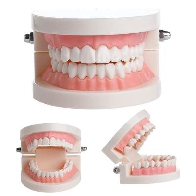 China Tooth dental teaching model teaching model Tooth model for sale