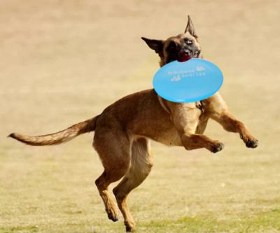 China Promotional Eco Friendly Colorful Pets Favorite Toy Flying Disc Game Outdoor Toys with Pets Dogs for sale