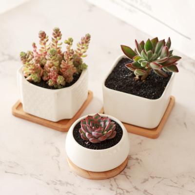 China Art Deco Ceramic provides cheap products for gardening ceramic pots and flower pots succulent plants planters stock from china for sale