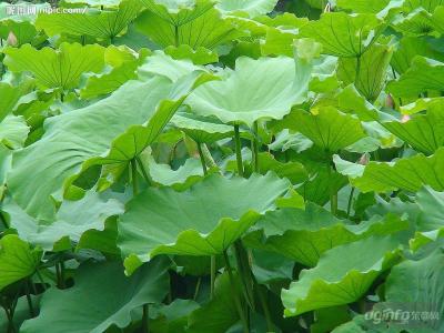 China Lotus Leaf Extract/Nelumbo Nucifera Extract/Folium Nelumbinis Extract for sale