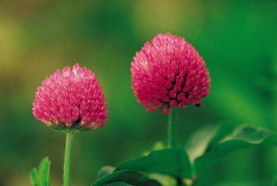 China High Quality 8% Isoflavones HPLC Red Clover Extract benefits body-Trifolium pretense L. for sale