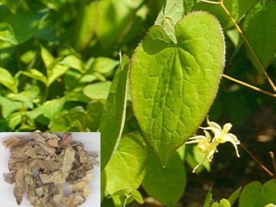 China Powder Form Herb Epimedium 20% icariin extract--Herb Epimedium for sale