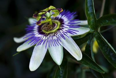 China high quality passiflora incarnata extract china wholesale -Passiflora incarnata L. for sale