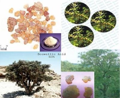 China herbal medicine Factory Supply boswellia serrata extract powder boswellic acid -Boswellia carterii Birdw. for sale