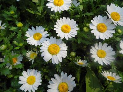 China feverfew extract 0.8%-1.2% parthenolide, Feverfew Flower extract /Parthenolide for sale