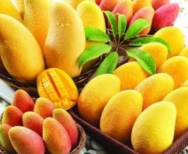 China For beverage mango juice powder factory price/pure african mango powder sample free for sale