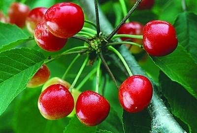 China fruit powder fruit juice powder China supplier-Natural Herb Cherry Powder for sale