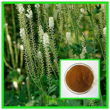 China Hot Sale:100% natural black cohosh powder black cohosh extract--Cimcifuga racemosa for sale