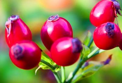 China Rose Hips Extract Powder with 5%-20% Rose Polyphenols/Vitamin C 5-17% for sale