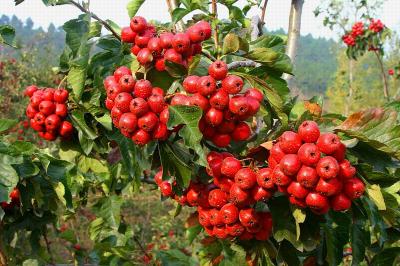 China High quality 5% Flavones/ Hawthorne Berry ExtractHawthorne Berry Extract for sale