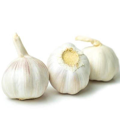 China Thick Skin Bright Hot Sales Pure White Fresh Garlic for sale