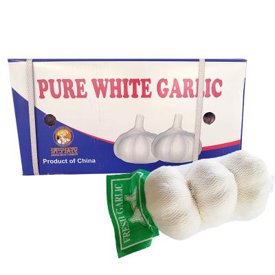 China Fresh pure white garlic 5.5cm thick luminous skin for sale