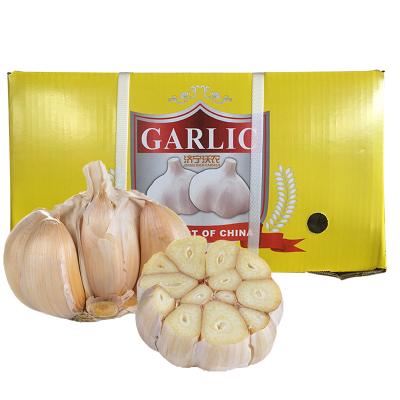 China Fresh newcomer raw fresh red garlic price for sale