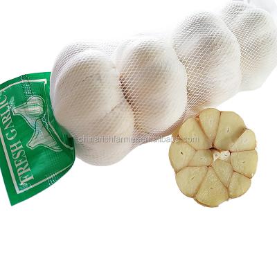 China Fresh purple skin fresh garlic peeled fresh garlic supplier for sale