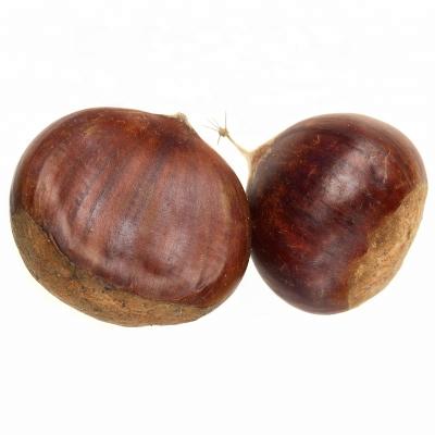 China China High Quality Fresh Bulk Fresh Chestnut for sale