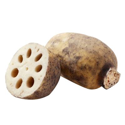 China Chinese Fresh Lotus Root 50cm Fresh Organic for sale