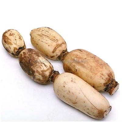 China 44LBS China Lotus Root Fresh Import Fresh Vegetables To USA for sale