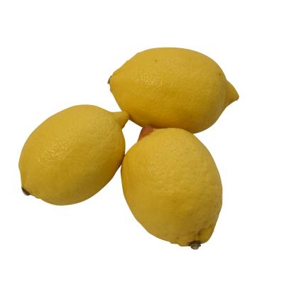 China High Nutritious Wholesale China Bulk Good Quality Fresh Lemon for sale