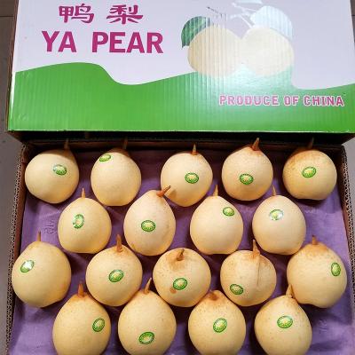 China Fresh high quality fresh fruit nutrition sweet ya pear for sale