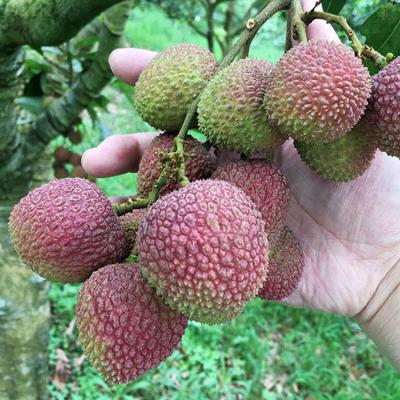 China New 2018 Fresh Culture Sweet Delicious Chinese Fresh Lychee Fruit is on sales for sale