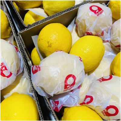 China China wholesale price fresh high quality fresh lemon for sale