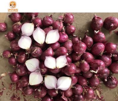 China Malaysia Market Fresh China Onion Wholesale Price for sale