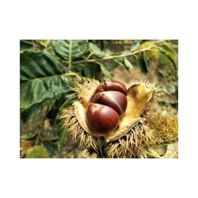 China Hot Selling Fresh Chestnuts Nutritious Raw Chestnut in Hebei Porcelain Delicious Fresh Chestnut for sale