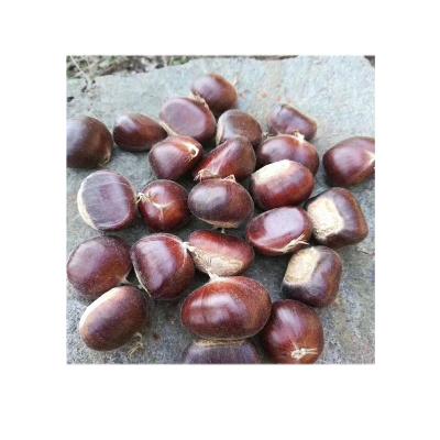 China Nutritious Raw Chestnut Chinese Fresh Chestnut In Shell Factory Supply Directly for sale