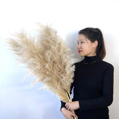 China Wholesale Natural Touch Plant Boho Style Natural Dried Pampas Grass Dries Flowers 100% Rustic Decoration For Wedding Decor for sale