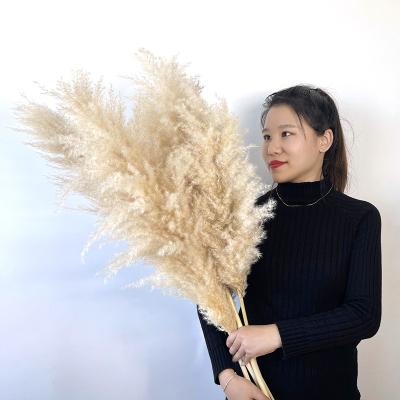 China Natural Touch Hot Selling Series Dried Flower Grass Lagurus Small Tall White Pink Real Pampas Grass Natural Pampas Grass for sale