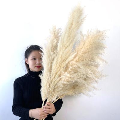 China Indor Decoration Boho Style Natural Dry Pampas Grass Dries Flowers 100% Rustic Decoration To Wedding Decor for sale