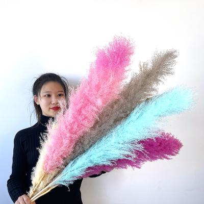 China Indor Decoration Boho Style High Quality Seedless Natural Plant Preserved Fluffy Dry Pampas Grass For Home Wedding Decoration for sale