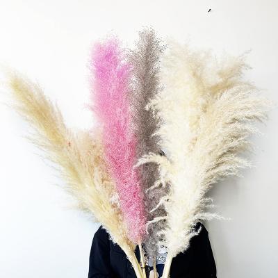 China Style Natural Seed Amazon Boho Touch Plant Preserved Fluffy Beige Dried Pampas Grass For Home Wedding Decoration for sale