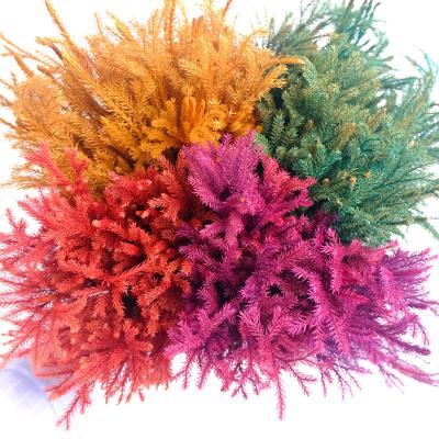 China Cedar Flowers Preserved Flower Wholesale Dry Cedar For Home And Wedding Decoration Direct Delivery for sale