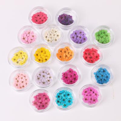 China Fashionable 20Pcs/box 3d flower nail art decoration pressed dry flower box nature dried flowers for nail UV gel acrylic for sale