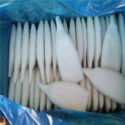 China Nutritious calamari seafood frozen squid for sale