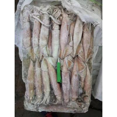 China Nutritious Hot Sale Seafood Frozen Todarodes Pacificus for sale