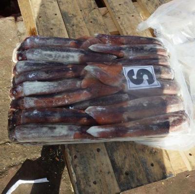 China NATURE the whole Indonesian frozen squid of the best prices for sale