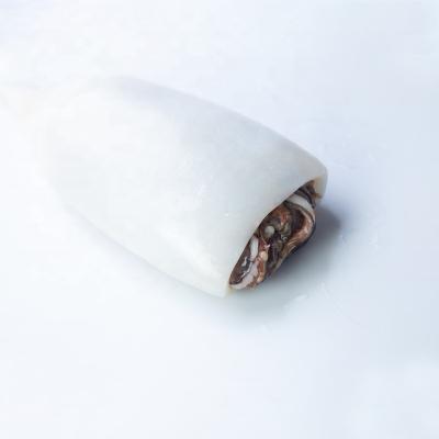 China Todarodes T+T Nutritious Frozen Good Quality Squid for sale