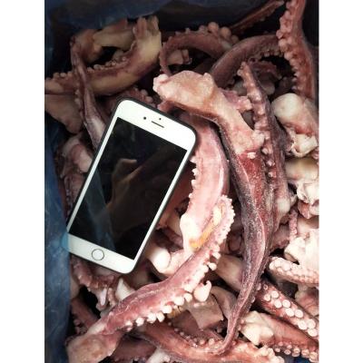 China NATURE factory direct sale frozen Indian Ocean squid tentacle for sale for sale