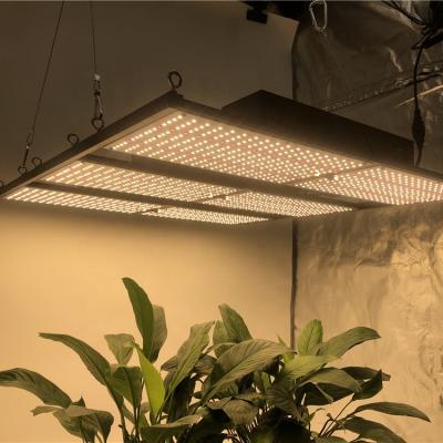 China Dimming Control HonLIGHT Hot Product 240w Lm301b Led To Grow Light 800w for sale