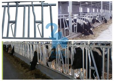 China Metal Locking Feed Barriers Livestock Headgate / Headlocks For Beef Cattle for sale