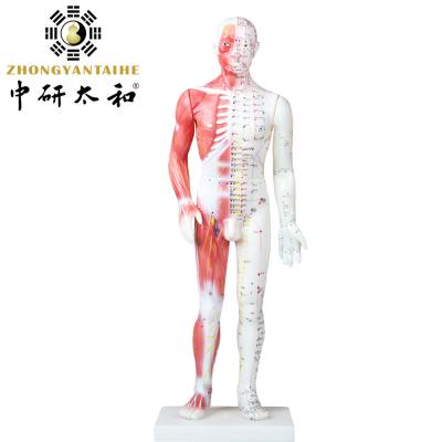 Cina Modello cinese With Muscles del corpo di agopuntura 60/85/170cm in vendita