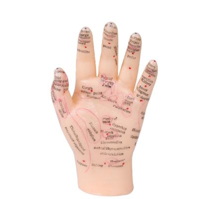 Cina PVC del modello di Chinese Acupuncture Teaching del modello del punto di agopuntura della mano di 13cm in vendita